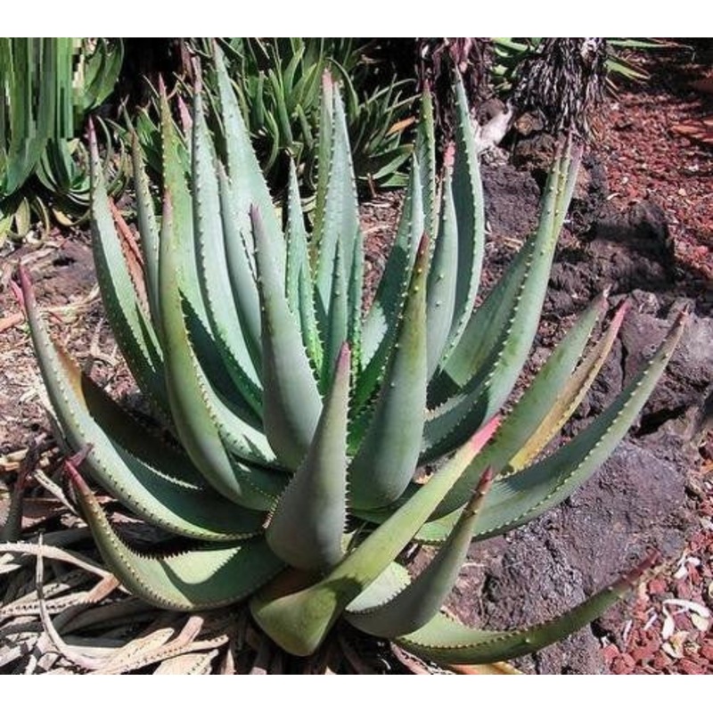 Aloe Gerstneri – Indigenous South African Succulent – 10 Seeds