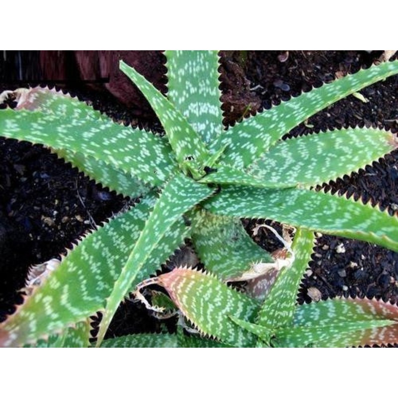 Aloe Zebrina – Indigenous South African Succulent – 10 Seeds