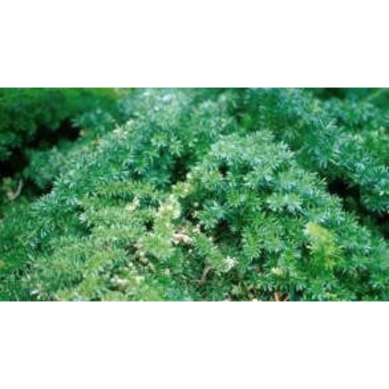 Asparagus Densiflorus Mazeppa – Indigenous South African Creeper / Ground Cover – 10 Seeds