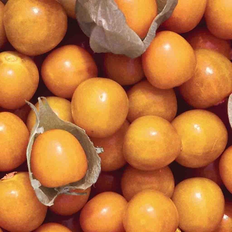 Begonia, Double – Camelia Orange