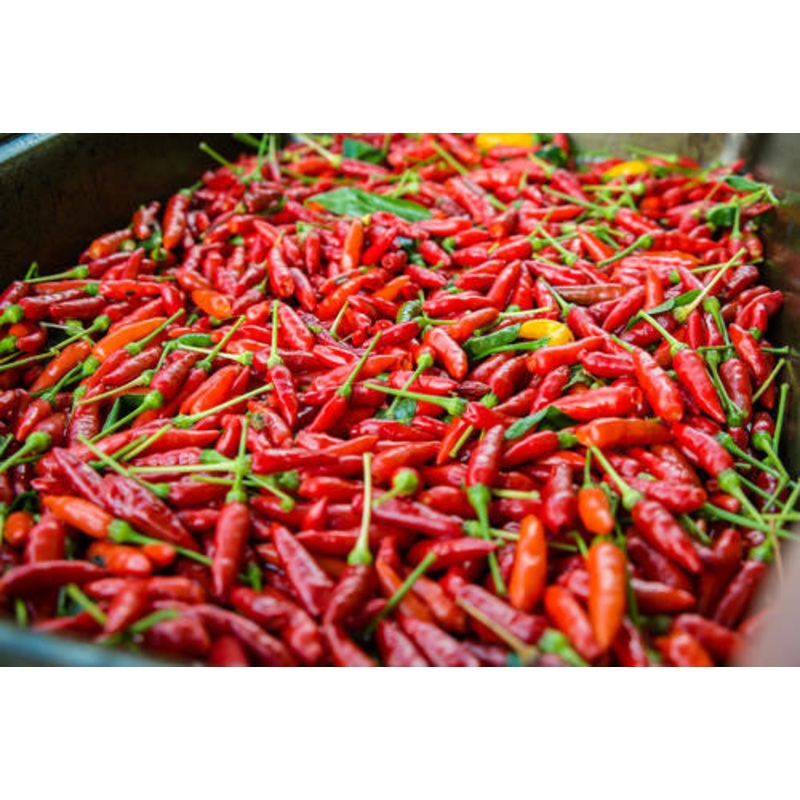 Birds Eye Chilli Pepper – Bulk Vegetable Seeds