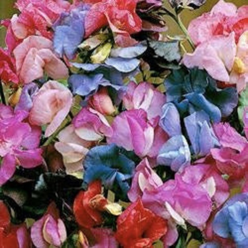 Sweet Pea Bijou – Bulk Flower Seeds