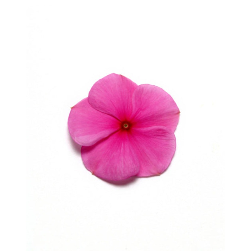 Vinca Pacifica – XP – Lilac – Catharanthus roseus – 10 Seeds