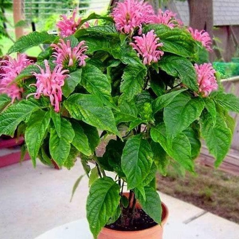 Zinnia F1 Elegans Pink – Flower Seeds