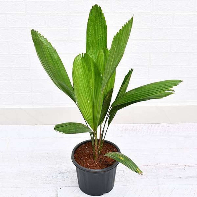 Aglaonema Diamond Bay – Plant
