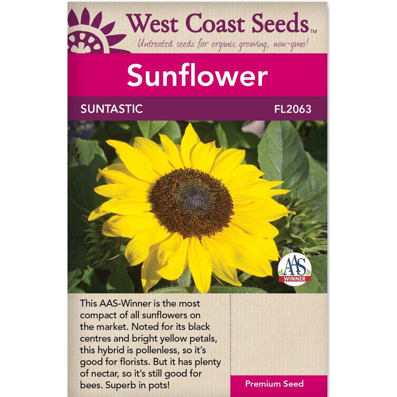 Amaryllis – Gervase