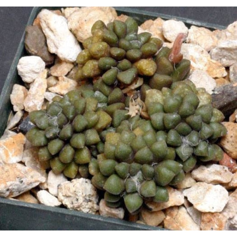 Anacampseros subnuda – Indigenous South African Succulent – 10 Seeds