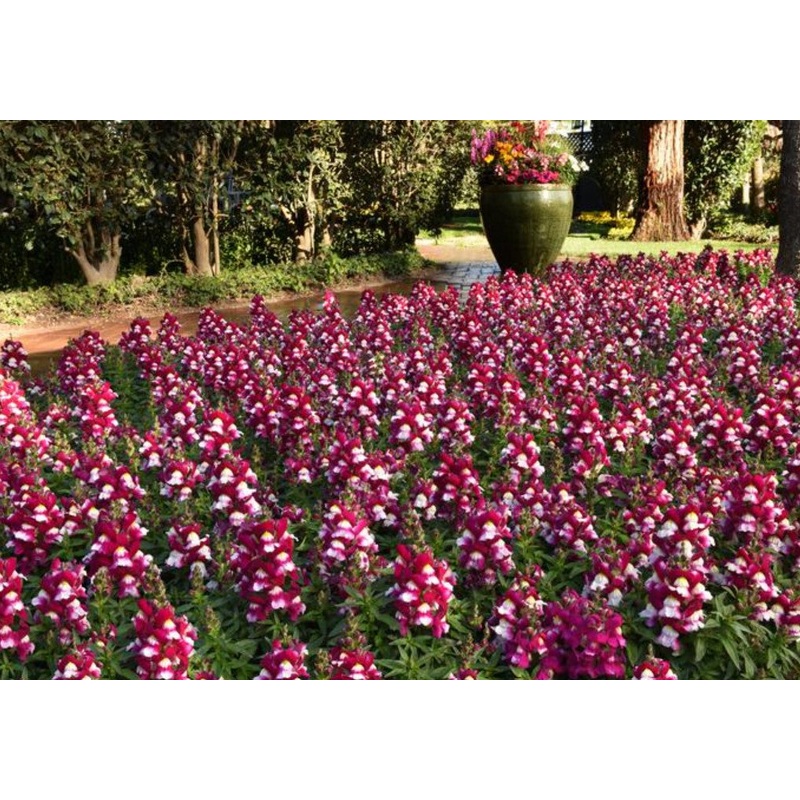 Antirrhinum Snapshot Burgundy Bicolor – 10 seeds