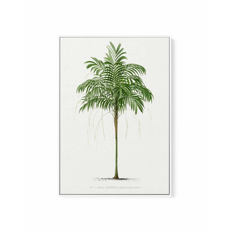 Areca Monostachya Vintage Palm Poster | Framed Canvas Art Print
