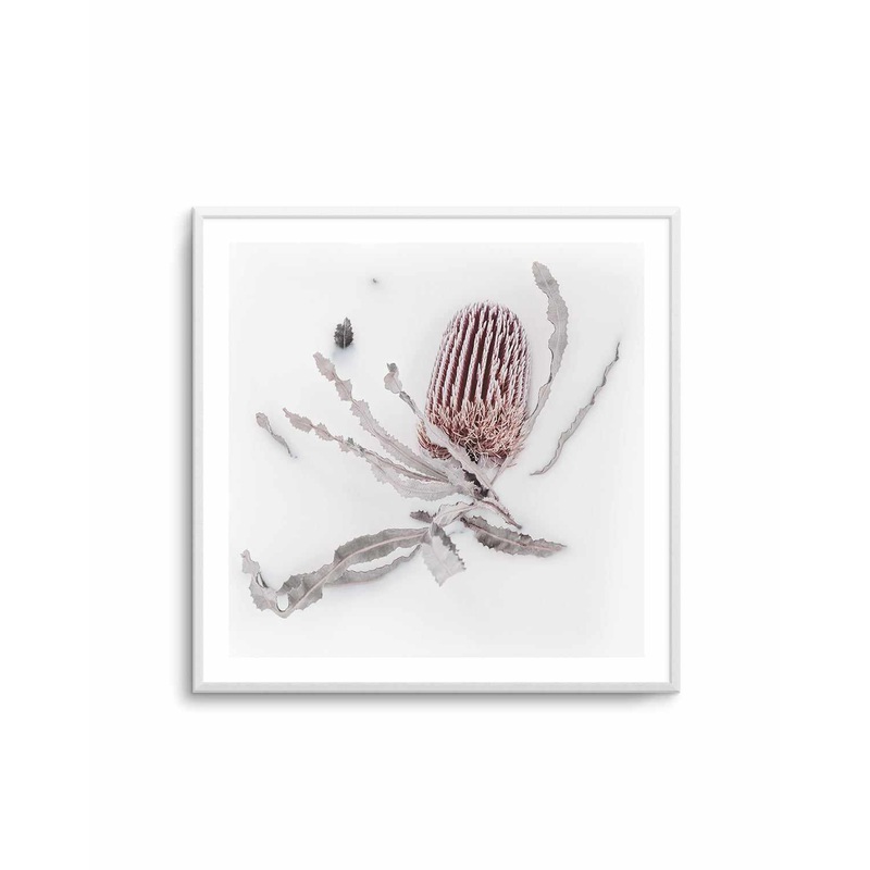 Banksia I | Art Print