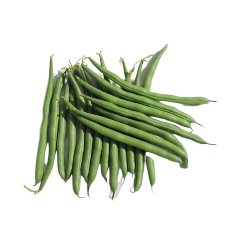 Tahoe Bush Beans – Phaseolus Vulgaris – 10 Seeds