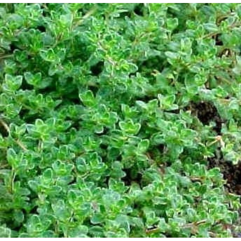Thyme Culinary – Thymus Vulgaris – 100 Seeds