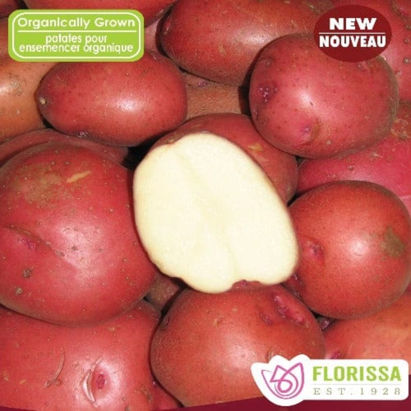 Tulip – Pink Impression, 6 Pack