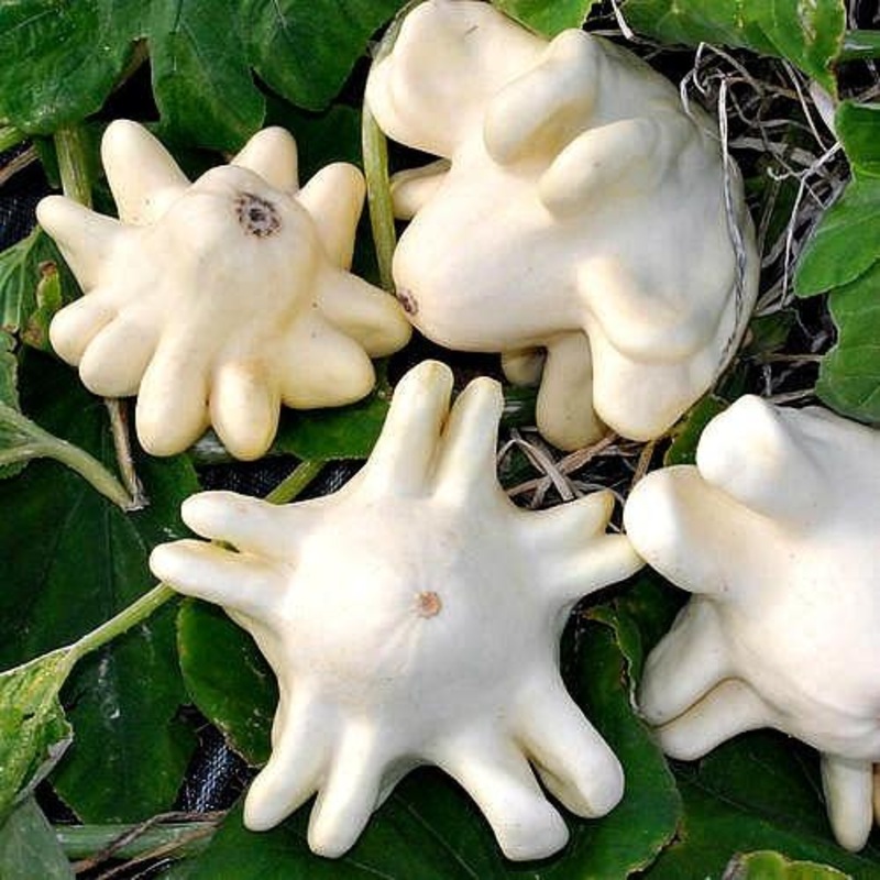 Yugoslavian Finger Fruit – Heirloom Vegetable – Cucurbita pepo – 5 Seeds