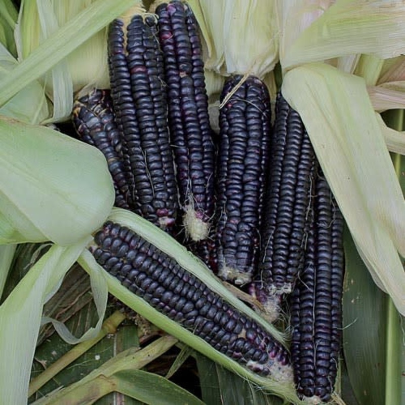 Black Aztec Corn – Heirloom Vegetable – Zea mays – 10 Seeds