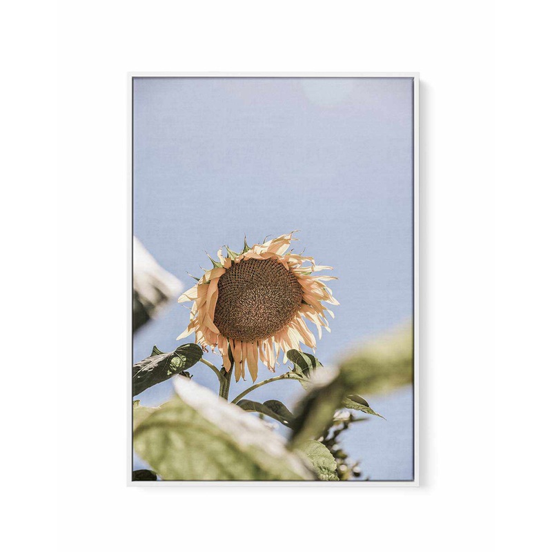Sun Bloom Shot By Clint | Framed Canvas Art Print