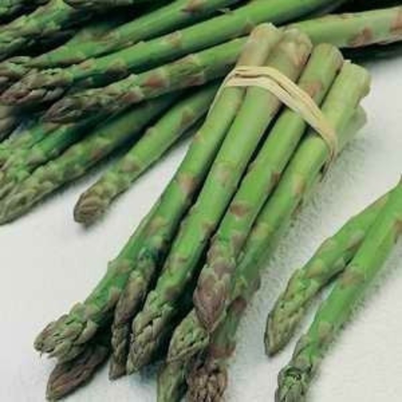 UC157 Hybrid Asparagus – Asparagus Officinalis – Vegetable – 40 Seeds