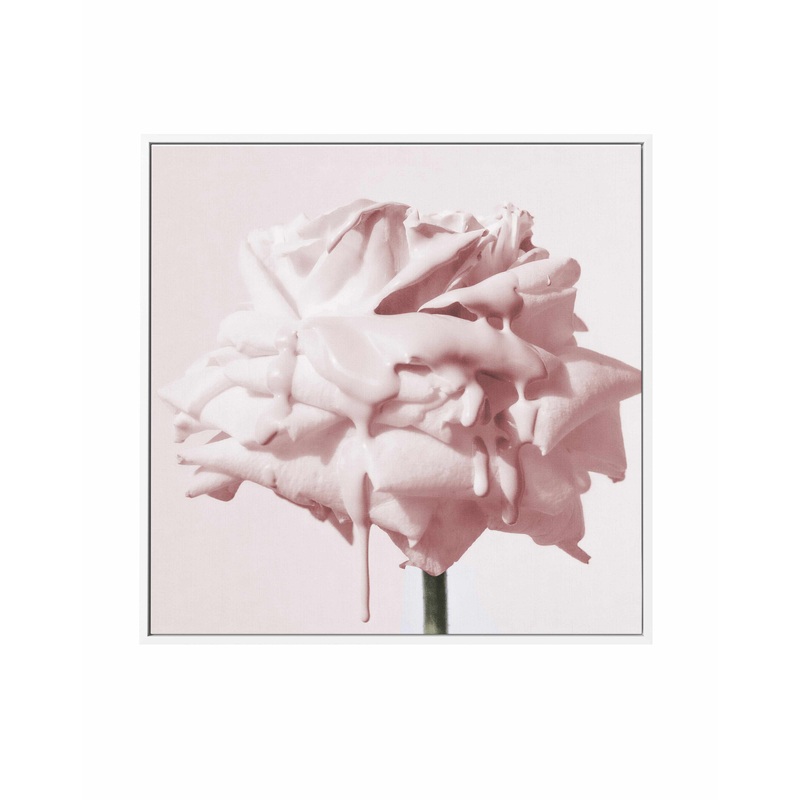 Wild Blush Rose | Framed Canvas Art Print