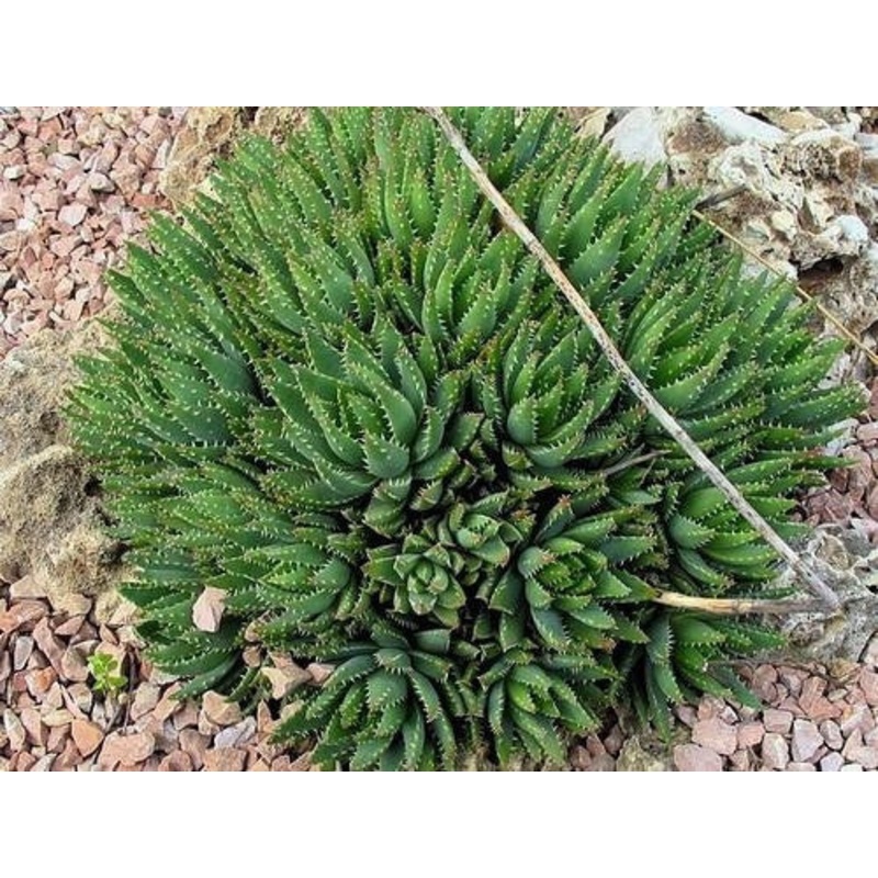 Aloe Brevifolia – Indigenous South African Succulent – 10 Seeds
