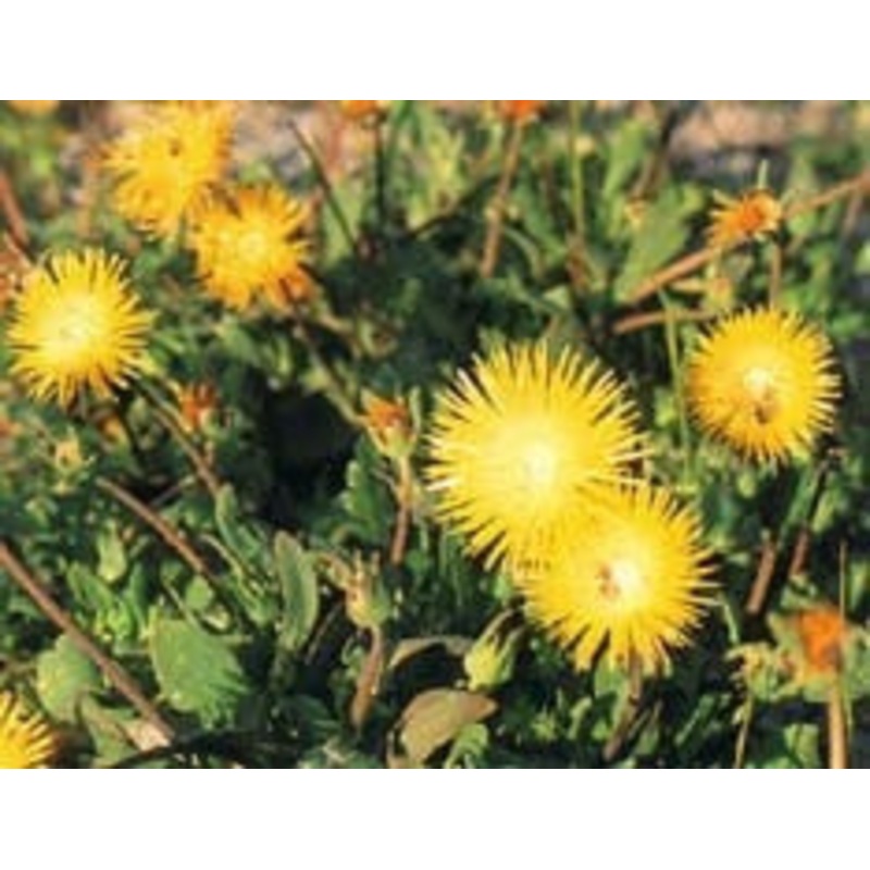 Apatesia Pillansii – Indigenous South African Succulent – 10 Seeds