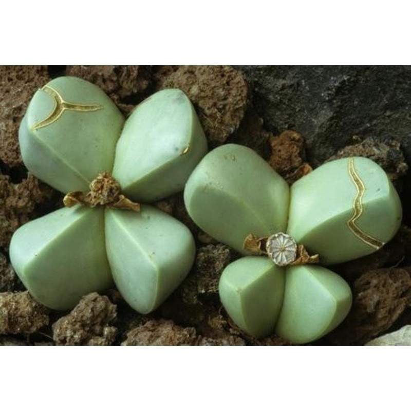 Argyroderma Ringens – Indigenous South African Succulent – 10 Seeds