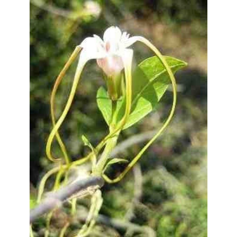 Strophanthus Luteolus – Indigenous South African Climbing Vine – 10 Seeds