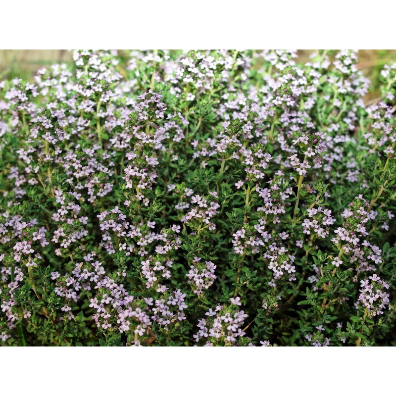 Sunflower Giant Single – Mr. Fothergill’s Seeds