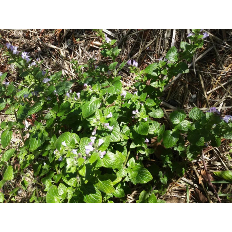 Sunflower Music Box – Renee’s Garden