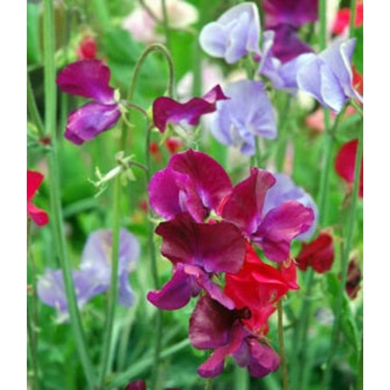 Sweet Pea Mammoth – Bulk Flower Seeds