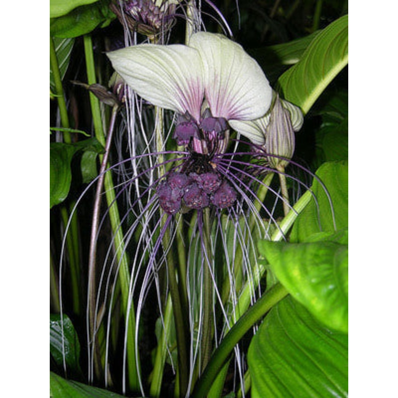 White Bat Flower – Tacca Integrifolia – Exotic Chinese Bulb Seeds – White Devil Flower – 5 Seeds
