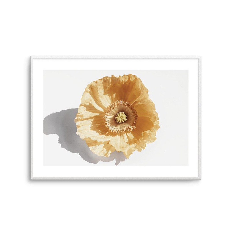 Yellow Poppy Art Print