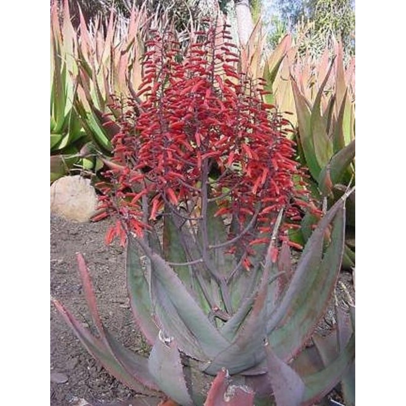 Aloe Chabaudii – Indigenous South African Succulent – 10 Seeds