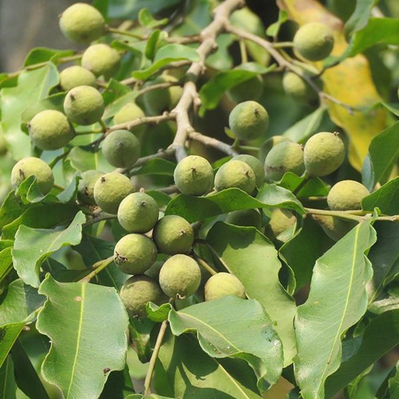 Aubie Stuffed Toy – 8