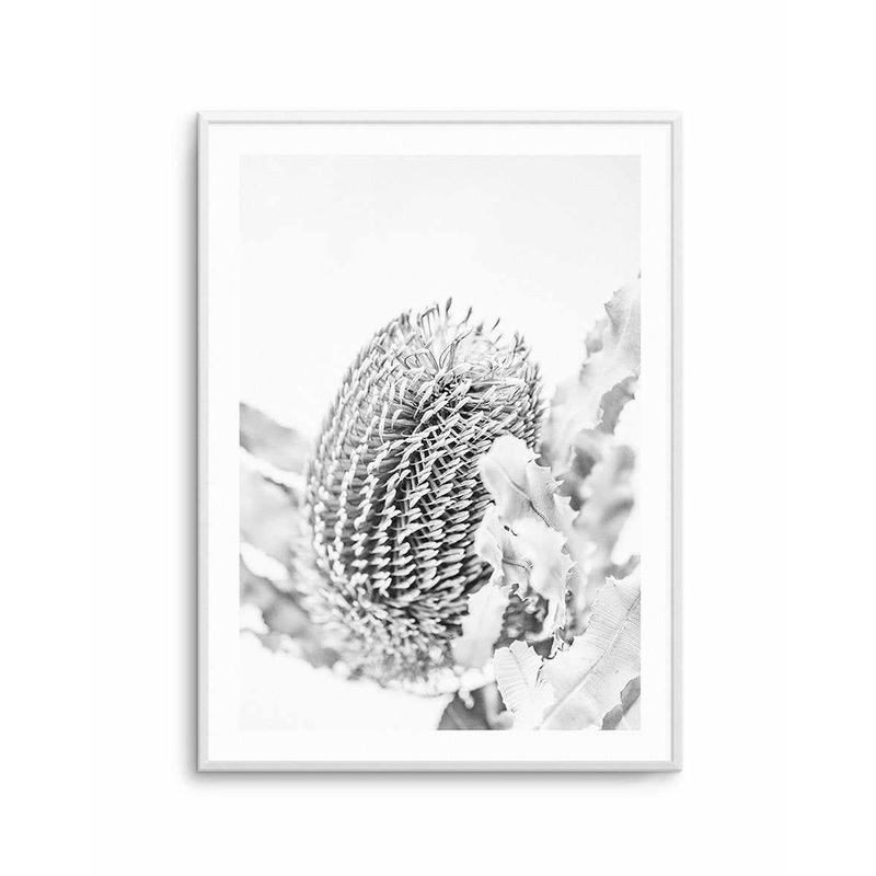 Banksia II B&W Art Print