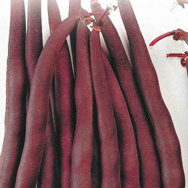 Begonia – Pendula Red