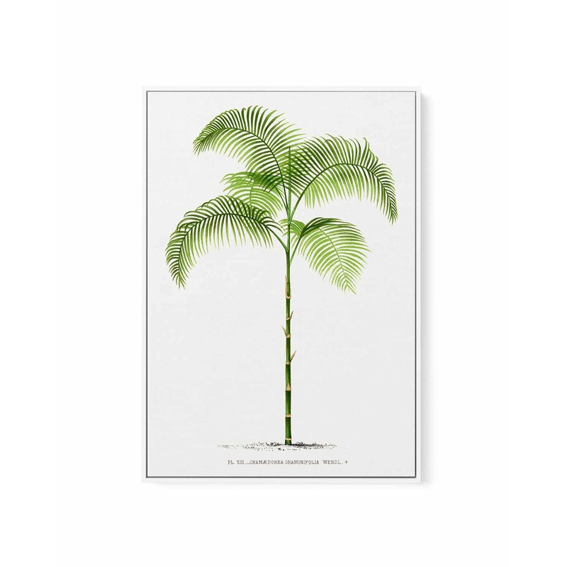 Chamaedorea Graminifolia Vintage Palm Poster | Framed Canvas Art Print