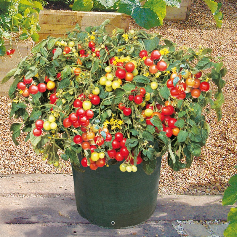 Tumbler Tomato – Container Hanging Basket Trailing Tomato – Lycopersicon Esculentum – 5 Seeds