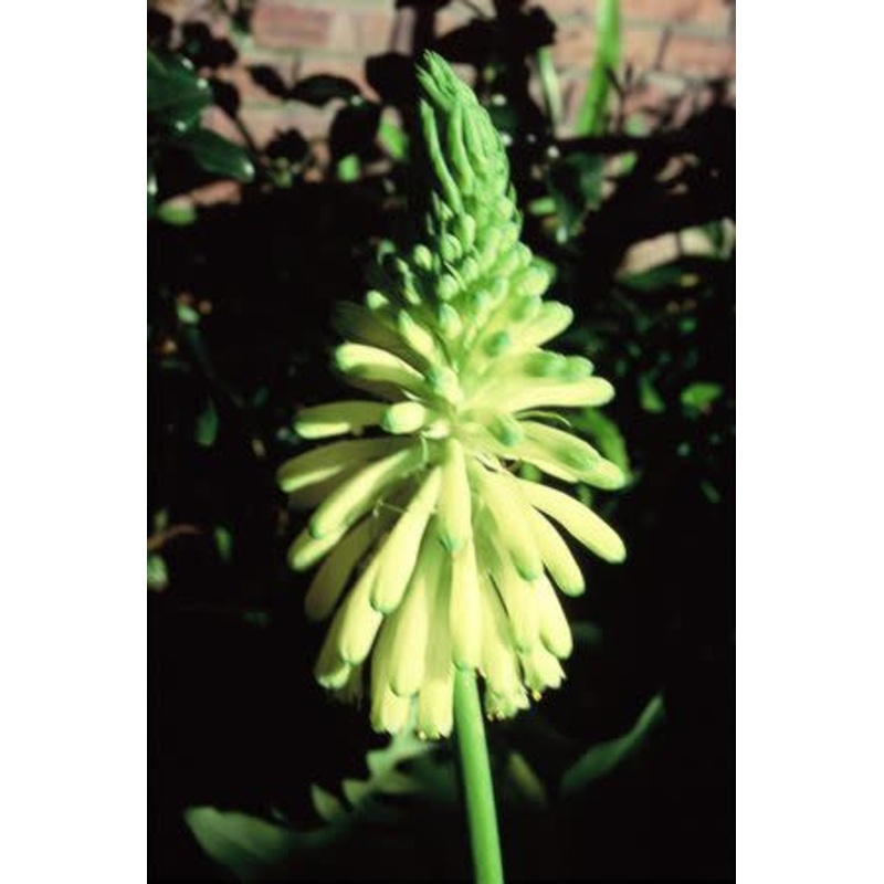 Veltheimia bracteata – yellow – Indigenous South African Bulb – 10 Seeds