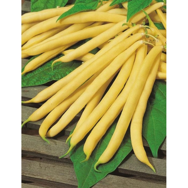 Wildflowers Lawn Alternative – West Coast Seeds