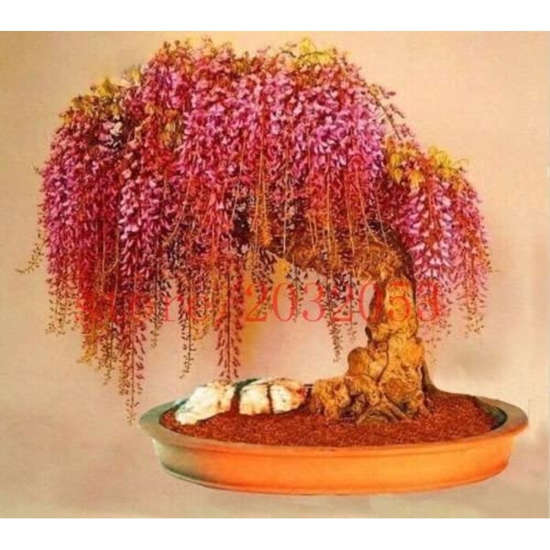 Wisteria floribunda – Red Japanese Wisteria – Exotic / Rare Bonsai Tree / Climbing Vine – 5 Seeds