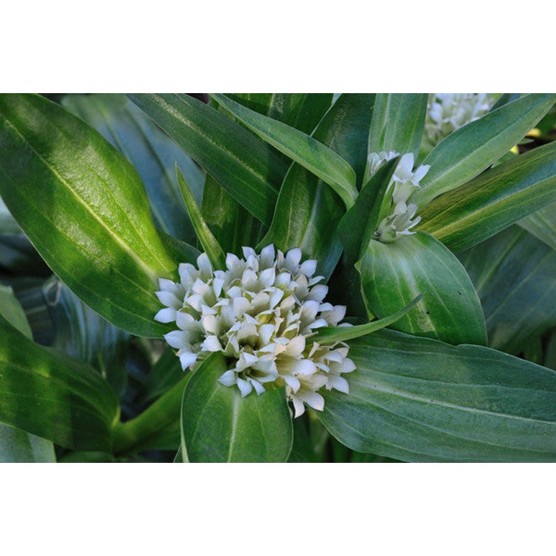 Zinnia Cut and Come Again – Renee’s Garden