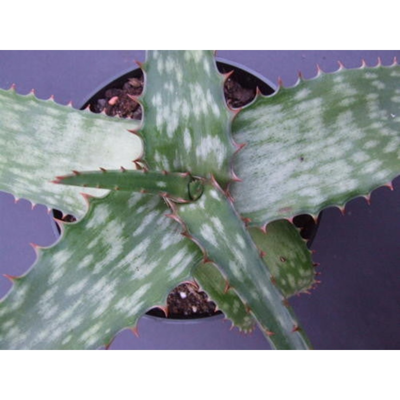 Aloe dewetii – Indigenous South African Succulent – 10 Seeds