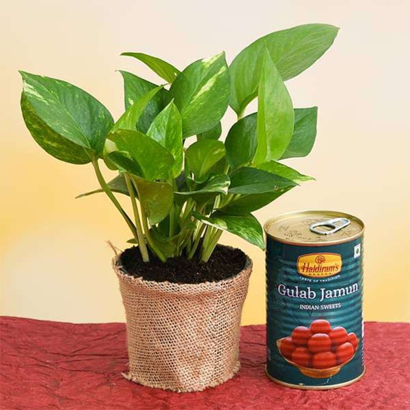 Ancor Flat Ribbon Bonded RGB Cable 18/4 AWG – Red, Light Blue, Green & White – 100′