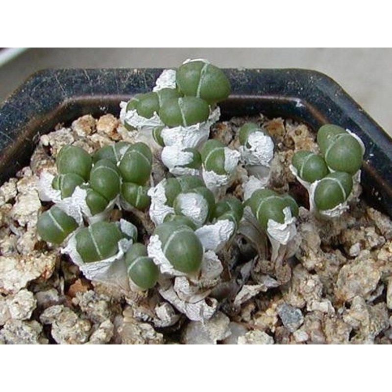 Antimima Evoluta – Indigenous South African Succulent – 10 Seeds