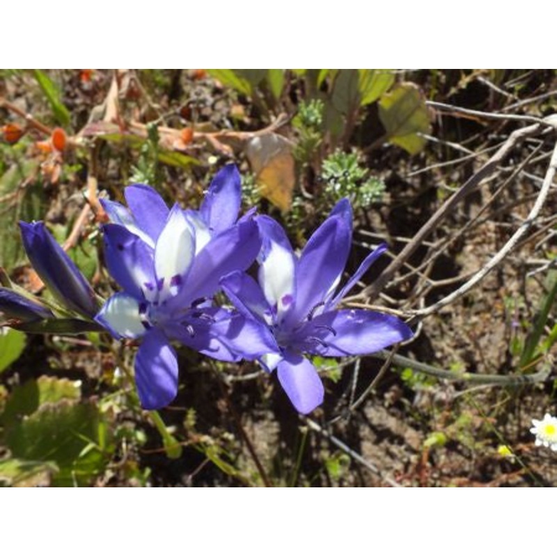 Babiana Inclinata – Indigenous South African Bulb – 10 Seeds