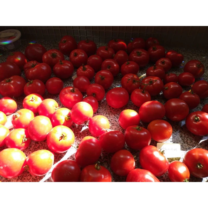 Squash Festival Acorn (Winter) – Renee’s Garden