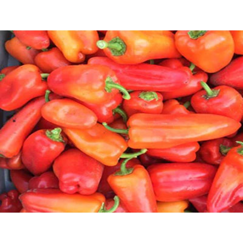 Tomatoes Summer Feast – Renee’s Garden