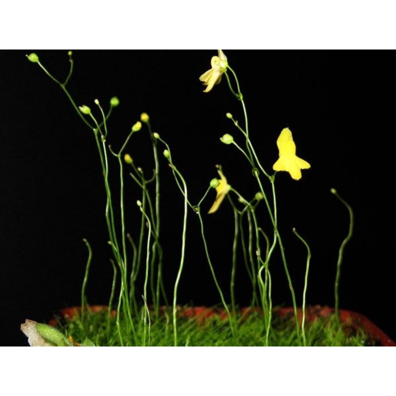 Utricularia subulata -Zigzag Bladderwort – 10 Seeds