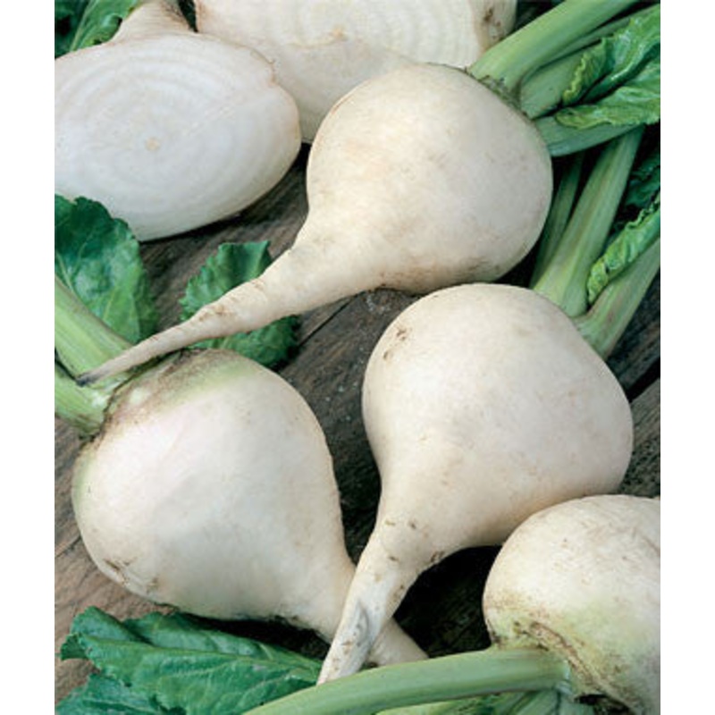 White Albino Beetroot – Heirloom Vegetable – 30 Seeds