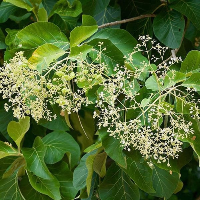 11.2 inch (28 cm) Rectangle Plastic Plate for 11.8 inch (30 cm) Bello Window Planter No. 30 Pot (Sky Blue) (set of 3)